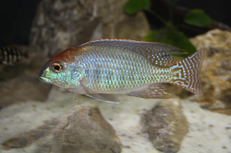 Lethrinops sp. 'red cap' Itungi